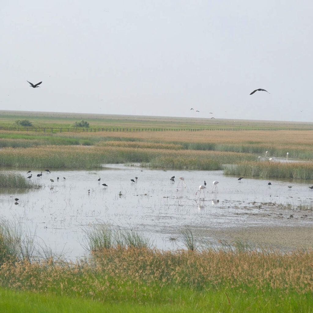 Heineken España Y Junta de Andalucía renuevan acuerdo para preservar el agua de Doñana