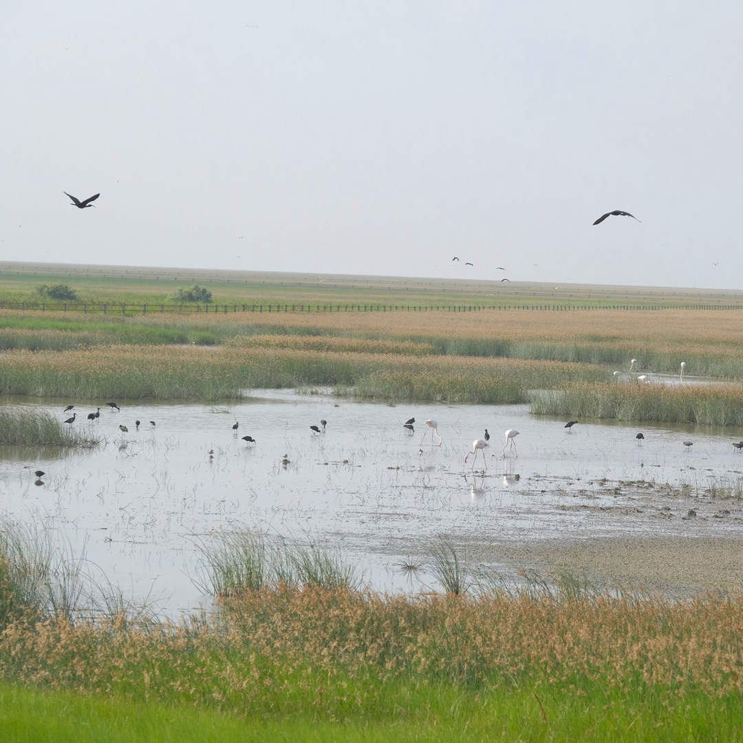 Heineken España Y Junta de Andalucía renuevan acuerdo para preservar el agua de Doñana